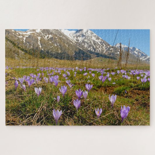 Crocus Puzzle Abruzzo Gran Sasso Italie. (Horizontal)