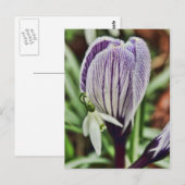 Crocus Snowdrop en waterdruppels Briefkaart (Voorkant / Achterkant)