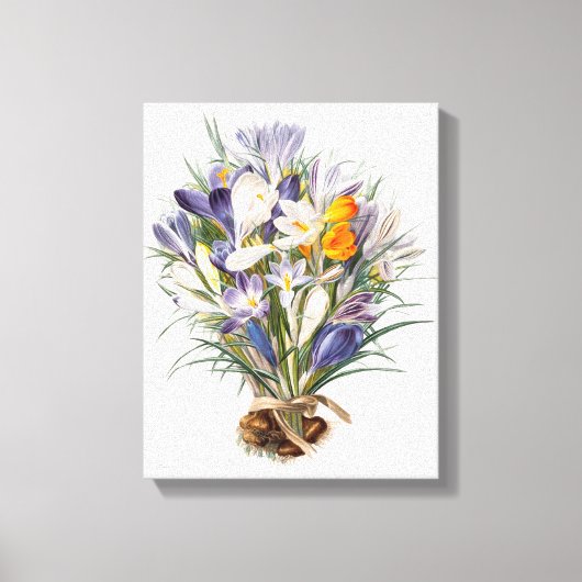 Crocus Spring Flower Botanische Bloemkunst Canvas Afdruk (Voorkant)