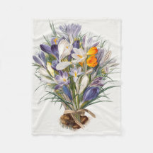 Crocus Spring Flower Botanische Bloemkunst