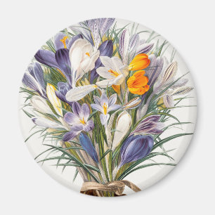 Crocus Spring Flower Botanische Bloemkunst Magneet