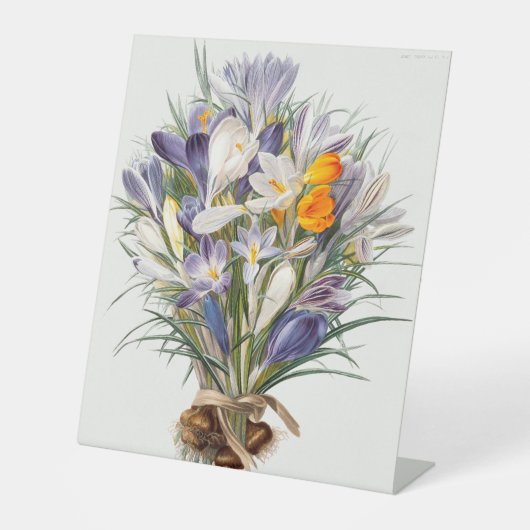 Crocus Spring Flower Botanische Bloemkunst Reclamebord Met Voetstuk (Voorkant)