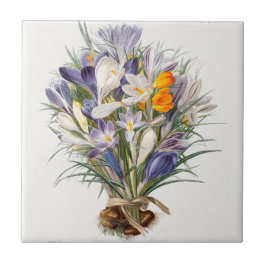 Crocus Spring Flower Botanische Bloemkunst Tegeltje