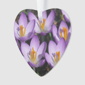 Crocus violets ensoleillés (devant)