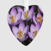 Crocus violets ensoleillés (devant)