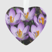 Crocus violets ensoleillés (dos)