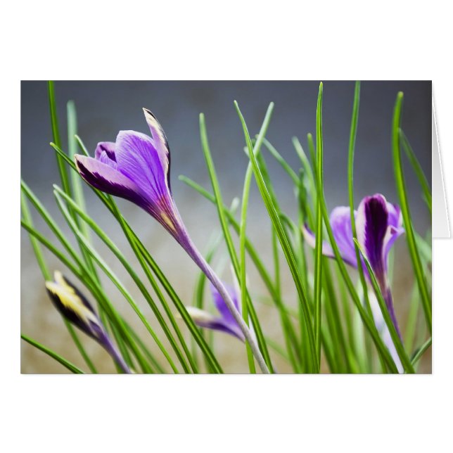 Crocuses-kaart (Voorkant Horizontaal)