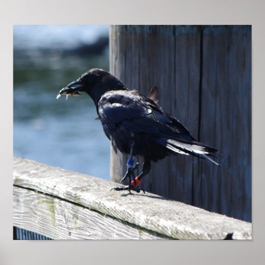 Croenvisserij Poster (Voorkant)