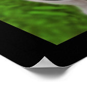 Croire Poster de grenouille Carlin (Coin)