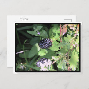 Croisement de cartes postales de Blackberry sauvag