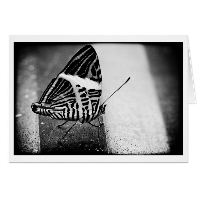 croisement papillon (Devant horizontal)