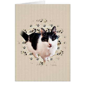 Croquis de chat numérique