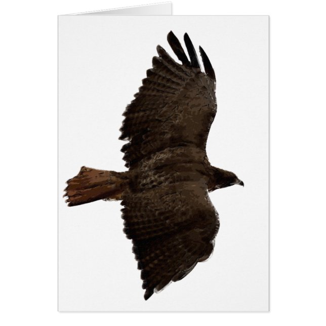 Croquis de queue rouge (Devant)