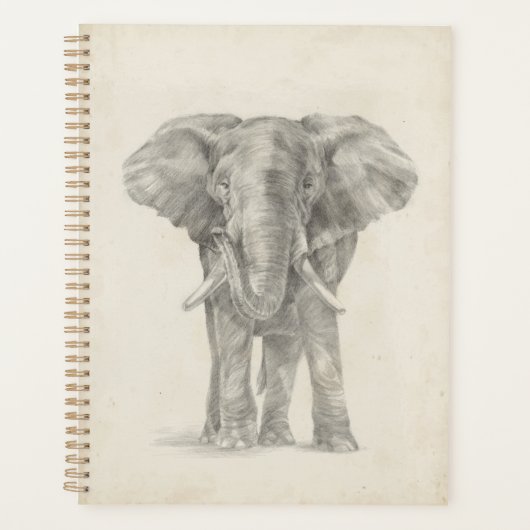 Croquis éléphant (Devant)