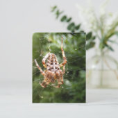 Cross Spider 132 ~ carte postale (Debout devant)