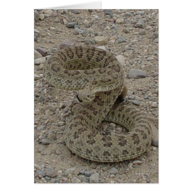 Crotale des prairies R9 enroulé (Devant)