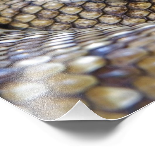 Crotale photo (Coin)