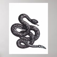 Crotalus Cascavella slang (giftige adder)