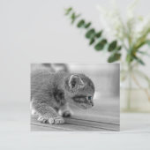 Crouching Kitten Briefkaart (Staand voorkant)