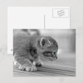 Crouching Kitten Briefkaart (Voorkant / Achterkant)