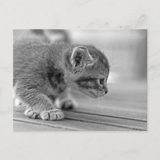 Crouching Kitten Briefkaart