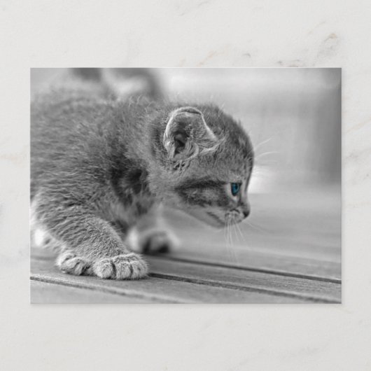 Crouching Kitten Briefkaart (Voorkant)