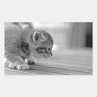 Crouching Kitten Rechthoekige Sticker