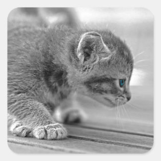 Crouching Kitten Vierkante Sticker