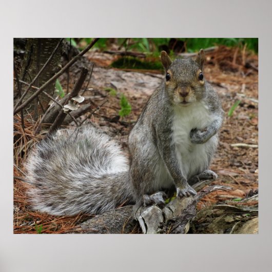 Crouching Squirrel Poster (Voorkant)