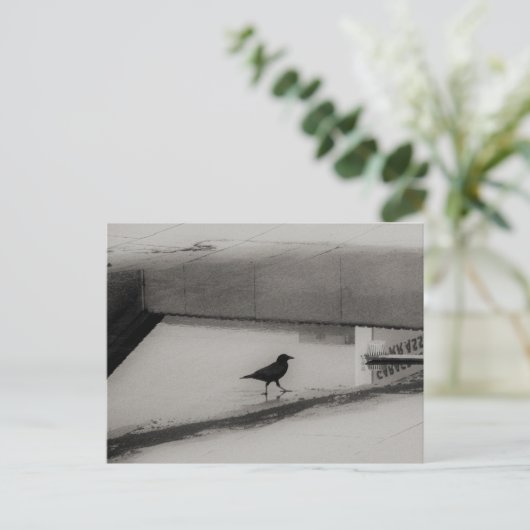 Crow and Water Puddle with Rooftop Reflections 3 Briefkaart (Staand voorkant)