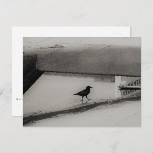 Crow and Water Puddle with Rooftop Reflections 3 Briefkaart (Voorkant / Achterkant)