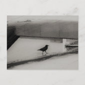 Crow and Water Puddle with Rooftop Reflections 3 Briefkaart (Voorkant)