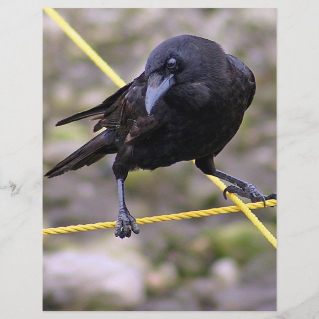 Crow bij Crossroad (Voorkant)