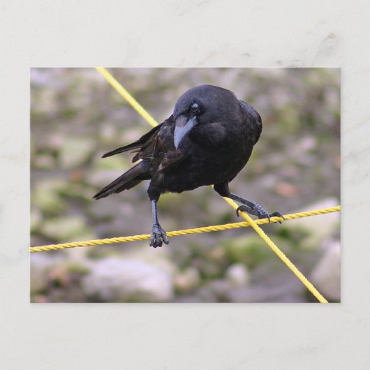 Crow bij Crossroad Briefkaart (Voorkant)