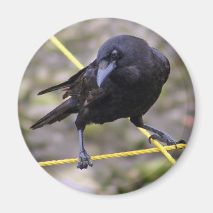 Crow bij Crossroad Magneet