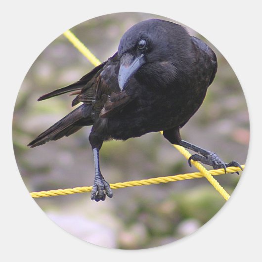 Crow bij Crossroad Ronde Sticker (Voorkant)