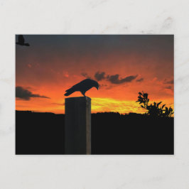 Crow bij Sunset Briefkaart