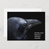 Crow Briefkaart (Voorkant / Achterkant)
