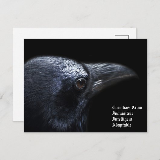 Crow Briefkaart (Voorkant / Achterkant)