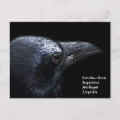 Crow Briefkaart (Voorkant)