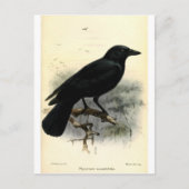 Crow Briefkaart (Voorkant)