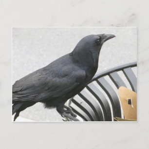 Crow Briefkaart