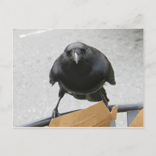Crow Briefkaart