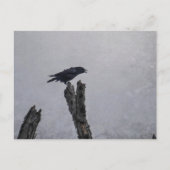 Crow Briefkaart (Voorkant)