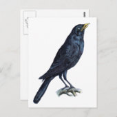 Crow Briefkaart (Voorkant / Achterkant)