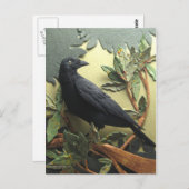 Crow Briefkaart (Voorkant / Achterkant)