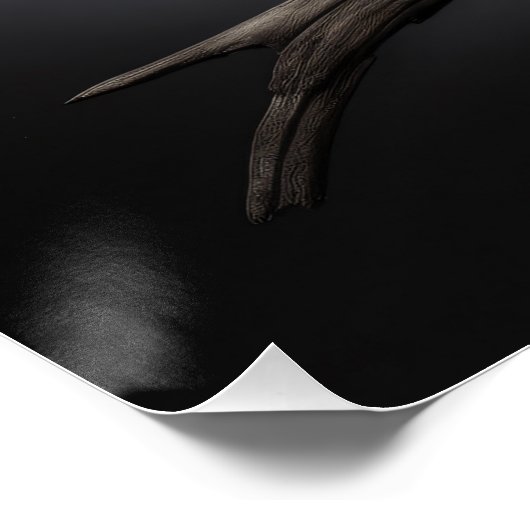 Crow Perfect Poster (Hoek)