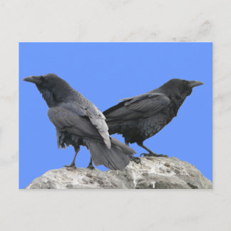 Crow Raven Briefkaart