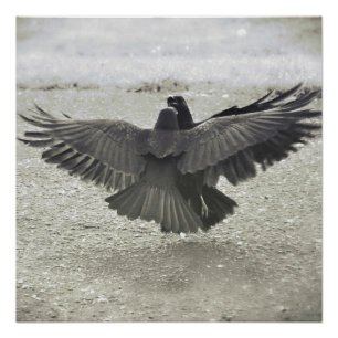 Crow/Raven Poster Perfect Poster