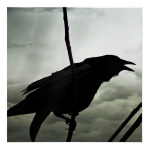 Crow/Raven Poster Perfect Poster